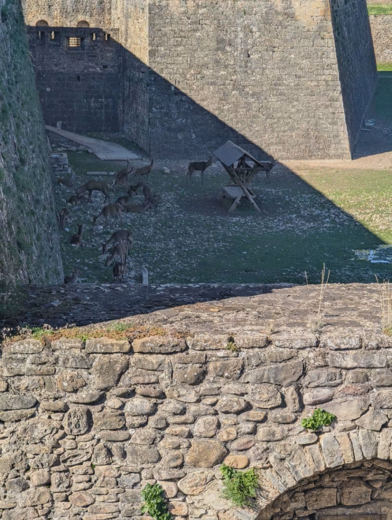 Ciervos Ciudadela de Jaca