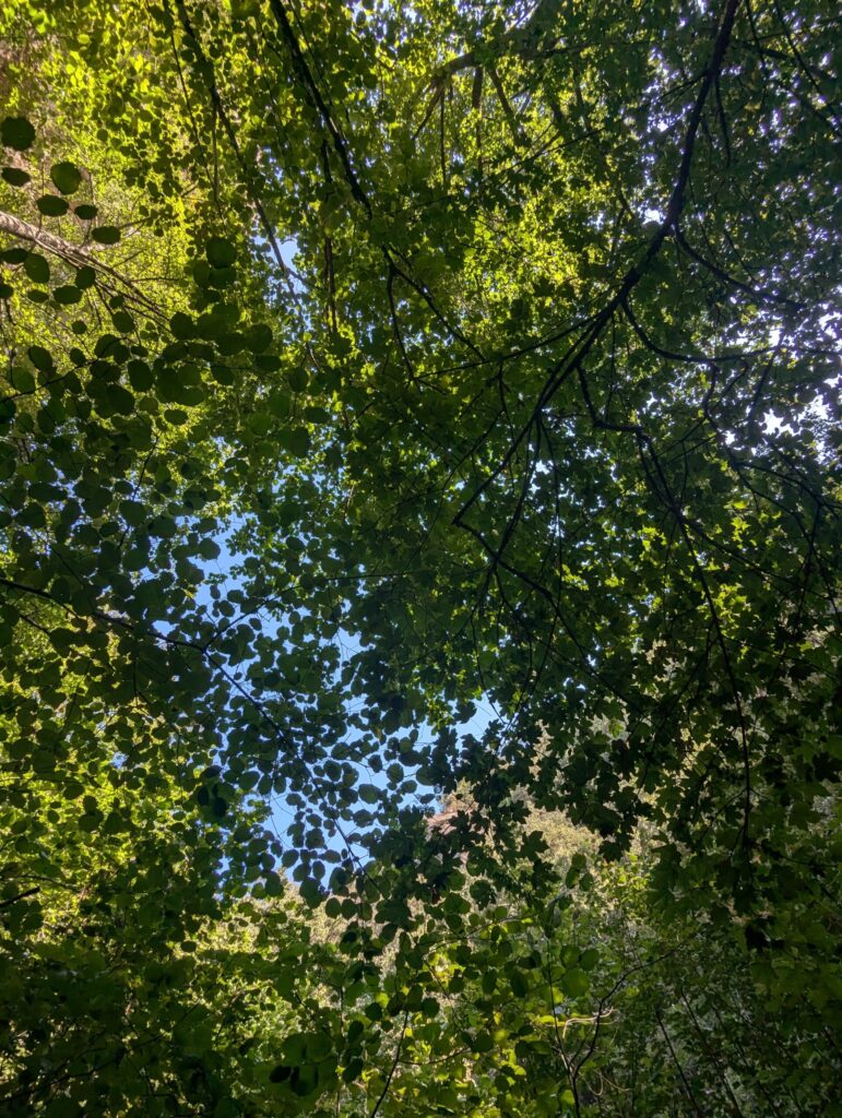 la foradada de cantonigròs como llegar