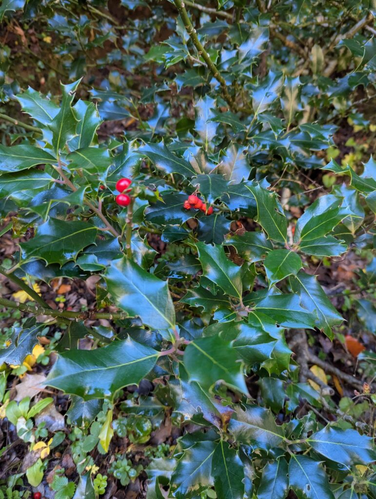 Ilex aquifolium