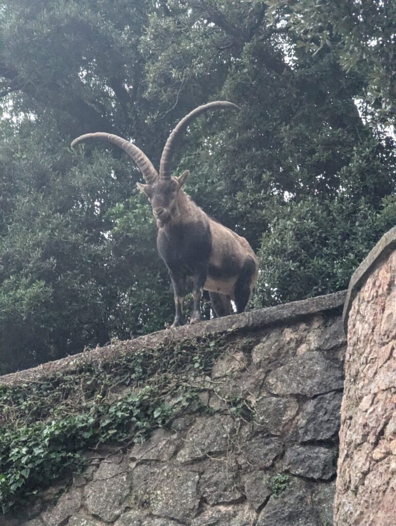 cabra montés en montserrat
