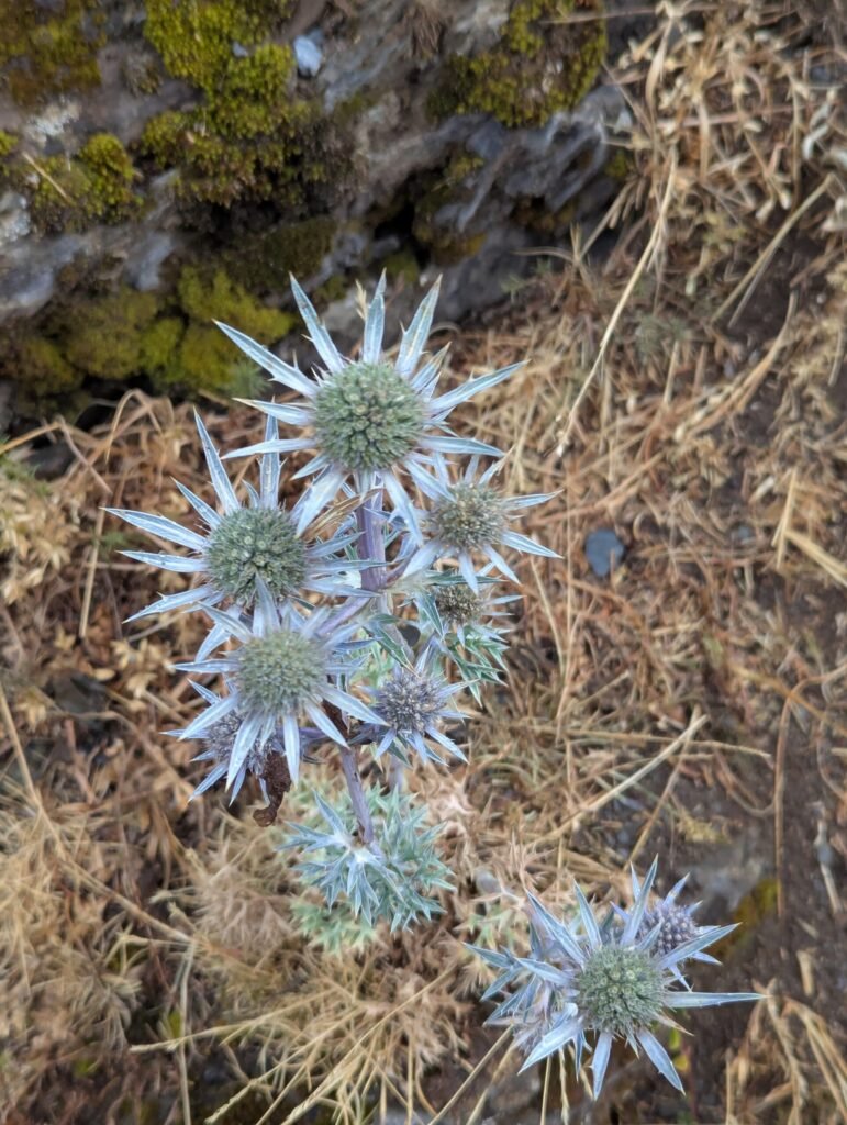 cardo azul, cardo de la magdalena, panical blau